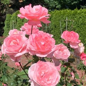 Meet your Posher, Huiling